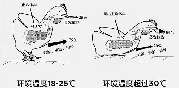 《夏日炎炎，如何為動(dòng)物防暑、降溫》